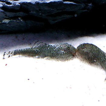 楽天市場 熱帯魚 観賞魚 チャイナバタフライプレコ 3匹セット 北海道 九州 沖縄 離島は発送不可 アクアリウム ドリームシアター