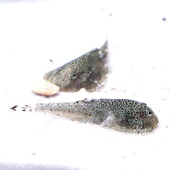 楽天市場 熱帯魚 観賞魚 チャイナバタフライプレコ 3匹セット 北海道 九州 沖縄 離島は発送不可 アクアリウム ドリームシアター