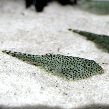 楽天市場 熱帯魚 観賞魚 チャイナバタフライプレコ 3匹セット 北海道 九州 沖縄 離島は発送不可 アクアリウム ドリームシアター