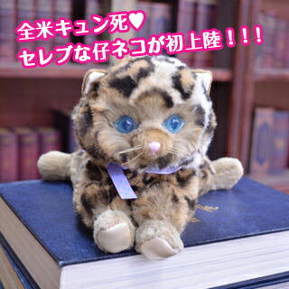 楽天市場 ぬいぐるみ ねこ リアル ふかふか ハンナズキトゥン 猫 ネコ 子猫 ふわふわ 本物そっくり プレゼント 彼女 女性 おしゃれ 女 妻 代 30代 40代 50代 60代 友達 ペット 動物 送料無料 限定品 癒し 記念日 誕生日 ホワイトデー ギフト 誕生日のお店