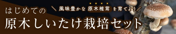 楽天市場】しいたけ種駒 しいたけの種【400個】| シイタケ種駒 椎茸種駒 しいたけ菌 椎茸菌 しいたけ栽培 シイタケ栽培 椎茸栽培 送料無料 原木 しいたけ 原木椎茸 原木シイタケ にく丸 森290号 きのこ 種菌 : 森のきのこ倶楽部