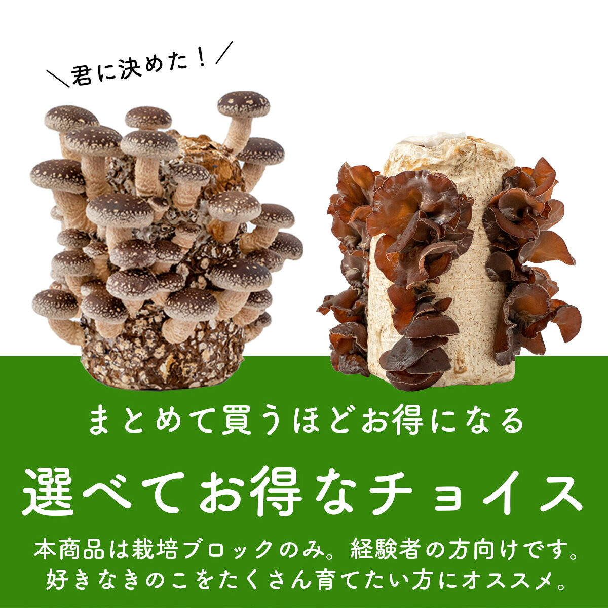 ブロックのみ・付属品・説明書なし】【お好み2個 選べてお得】きのこ
