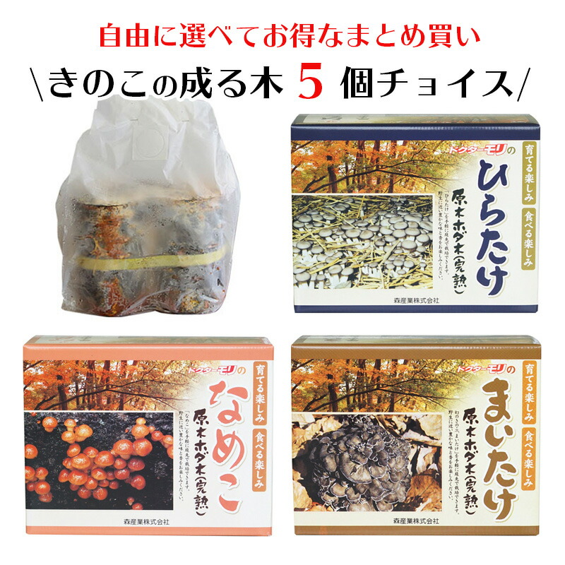 お優先5個 選べてお割の良い 原樹形図きのこ作るキット きのこの立ちいたる木5個選り抜く 原木栽培 家族家庭菜園 草片 きのこ栽培 キノコ栽培 栽培キット 栽培書割り ホダ木 ほだ木 榾木 国産 貨物輸送無料 Corpo Pasteur Fr