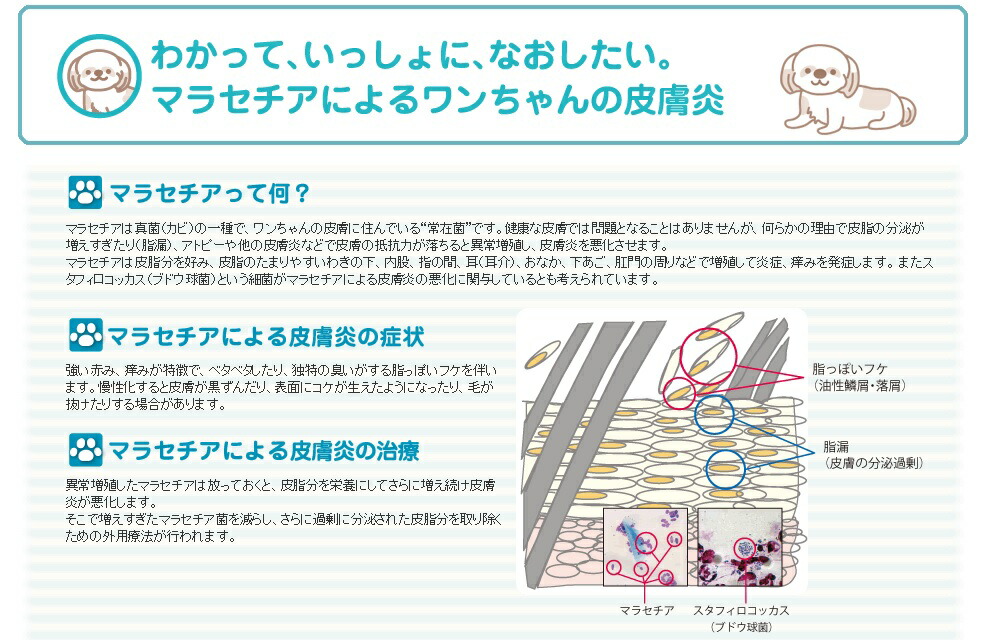 マラセブシャンプー 4l 1ガロン キリカン洋行 マラセチア 皮膚炎 真菌 カビ 抗菌 薬用シャンプー 犬 犬用 動物用医薬品 獣医 病院 おすすめ Sermus Es