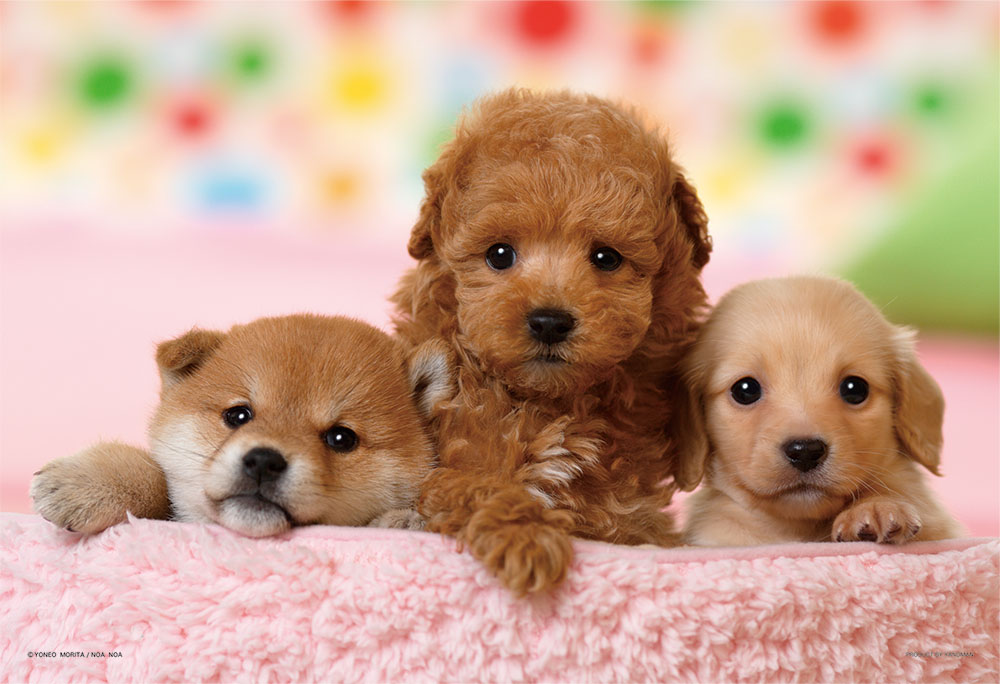 楽天市場 僕たちともだち トイ プードル ダックス 柴犬 ジグソーパズル ペット 動物 300ピース 26 38cm 03 873 やのまん Dtimes Store