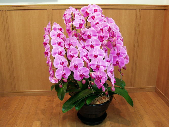 楽天市場】【蘭】【胡蝶蘭】ビオラセア ブルー : ワンダープランツ