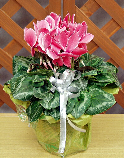 楽天市場】シクラメン☆フェアリーピコ・ダブル（5寸）ローズピンク