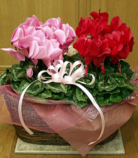 楽天市場】シクラメン☆フェアリーピコ・ダブル（5寸）ローズピンク