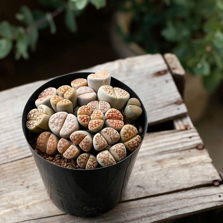 楽天市場 大盛り リトープスの宝箱 今月の植物 ｅ 花屋さん