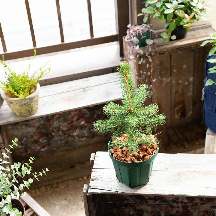 楽天市場 ベランダで育てる 小さなクリスマスツリー ピセア 今月の植物 ｅ 花屋さん