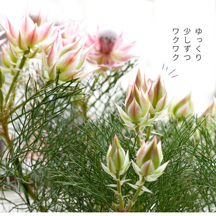 楽天市場 12 17 のお届け 詳しい育て方ガイド付き セルリア プリティピンク6号鉢 同梱不可商品です 今月の植物 ｅ 花屋さん