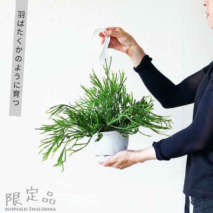 楽天市場 リプサリス エワルディアナ 今月の植物 ｅ 花屋さん