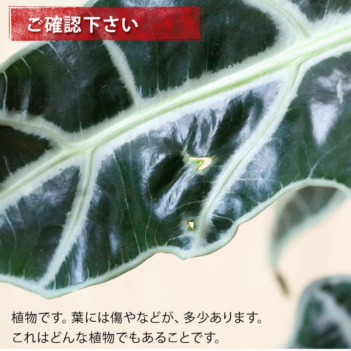 楽天市場 はじめてのアロカシアなら ポリー を推薦します 今月の植物 ｅ 花屋さん