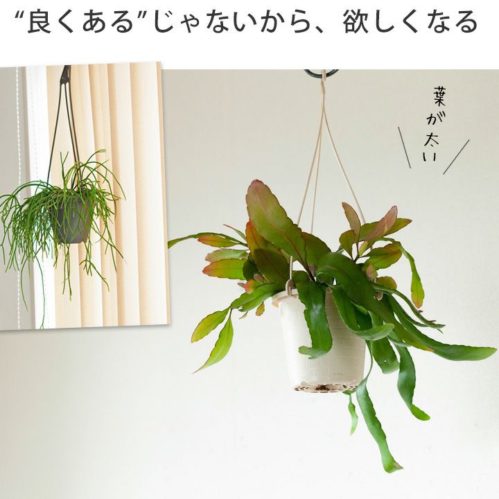 楽天市場 リプサリス ラムローサ 今月の植物 ｅ 花屋さん