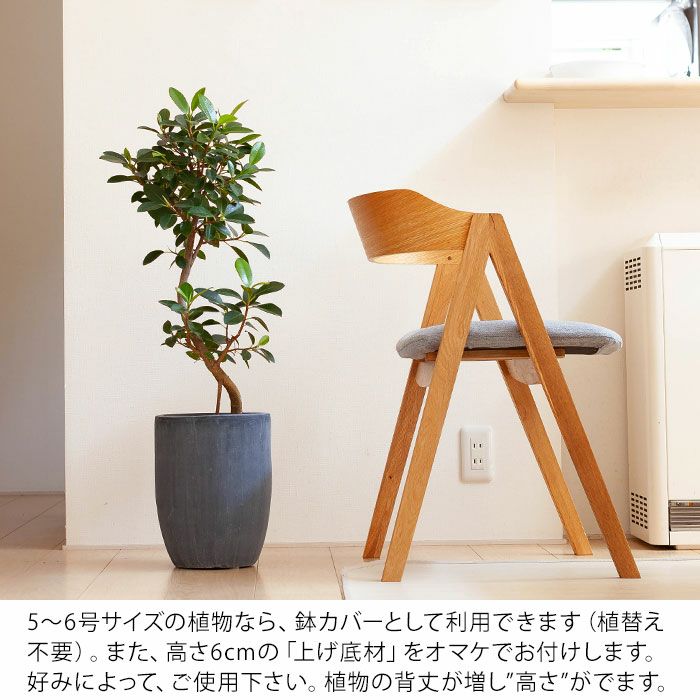 店大頭お薦挙 号情goodな植木しゃれこうべ 23cm 上辺長 Vo23 植物とは同梱不可 Alphahairproducts Com