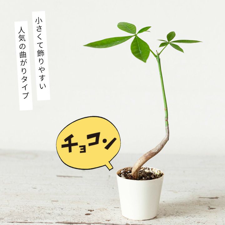 楽天市場 シュールなパキラ 幹曲がり 今月の植物 ｅ 花屋さん