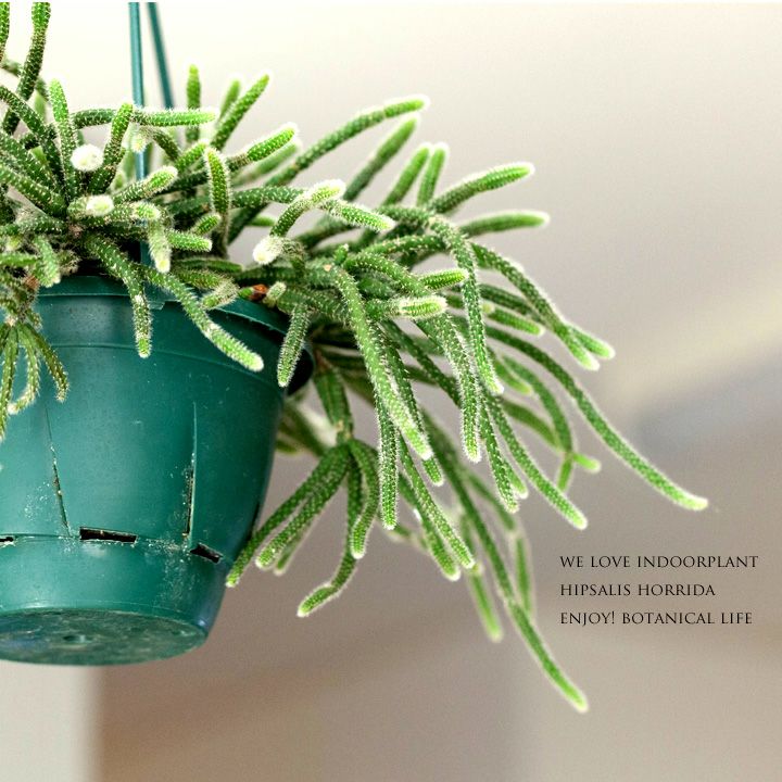 楽天市場 数量限定 リプサリス ホリダ 今月の植物 ｅ 花屋さん