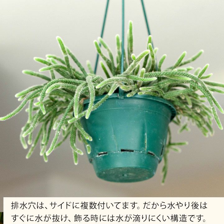 楽天市場 数量限定 リプサリス ホリダ 今月の植物 ｅ 花屋さん