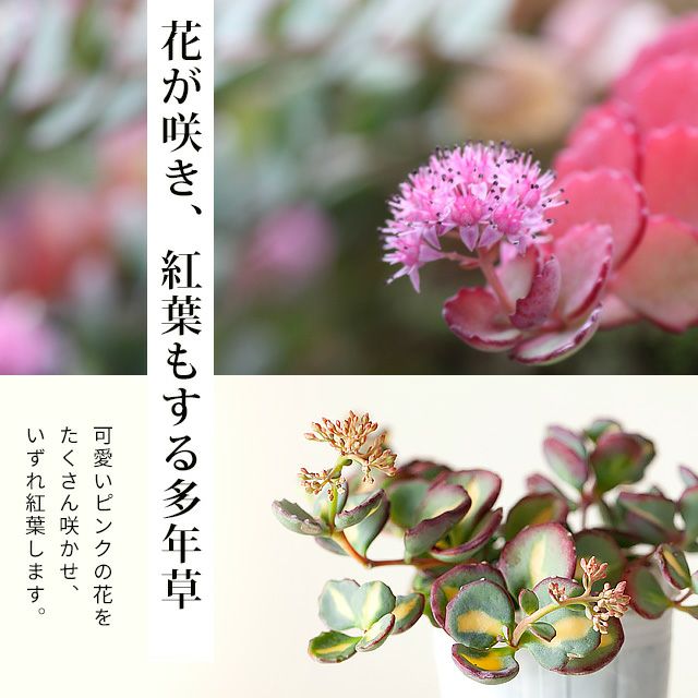 楽天市場 花が咲き 紅葉する 斑入りミセバヤ 今月の植物 ｅ 花屋さん