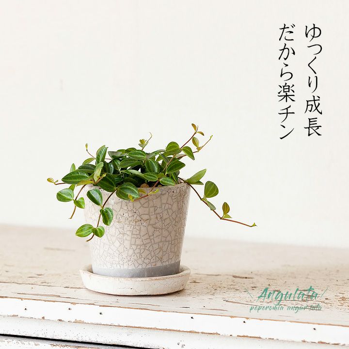 楽天市場 ペペロミア アングラータを貫入陶器鉢で 今月の植物 ｅ 花屋さん