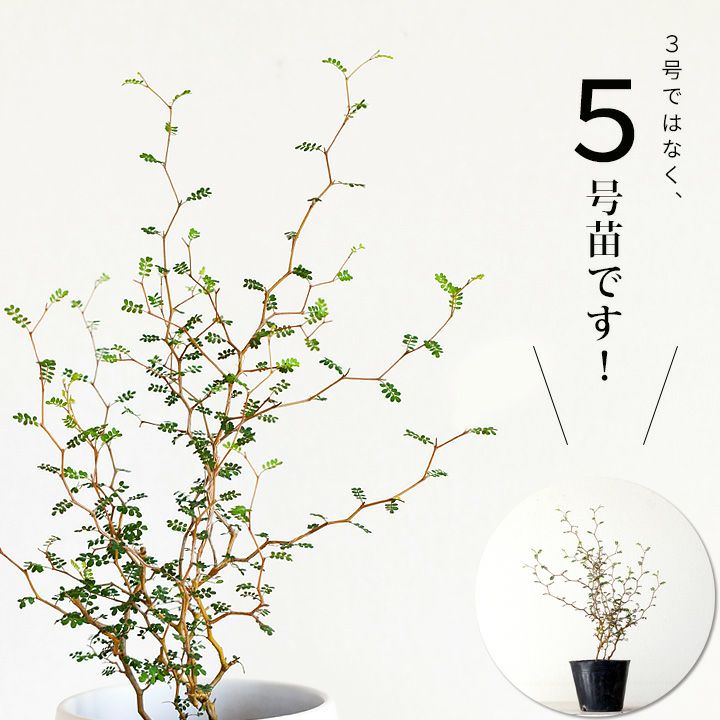 楽天市場 ソフォラ ミクロフィラ リトルベイビー 珍しい5号ポット苗 今月の植物 e 花屋さん 楽天市場 ソフォラ ミクロフィラ リトルベイビー 珍しい5号ポット苗 今月の植物 e 花屋さん