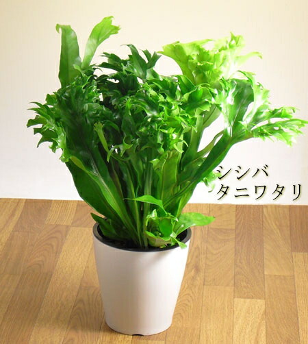 楽天市場 見てて気持ちがいい グリーンインテリア 花瓶のように飾ってね ポリポジウム 観葉植物 シダ ミクロソリウム シシバタニワタリ ポリポジューム ｅ 花屋さん