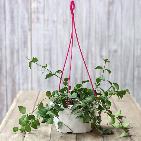 楽天市場 １年で今だけの限定販売 香りがよい 花が咲く多肉植物ホヤ カリン 6号吊り鉢タイプ ｅ 花屋さん