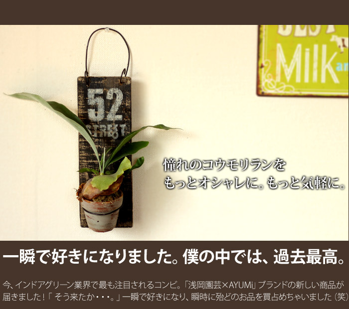 楽天市場 15鉢だけ限定入荷 アンティーク雑貨デザイナーayumiさんと 植物職人 浅岡さんとのコラボレート作品1つ1つ手作り コウモリランの苔玉をjunk風プレートに入れて プレートの色はお任せとなります ｅ 花屋さん