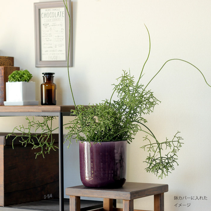 楽天市場 送料無料 希少品 年数が経過した存在感ある逸品名人 荒木さん推薦 リプサリス ケレウスクラ 紐サボテン 観葉植物 ケレウスケラ ｅ 花屋さん