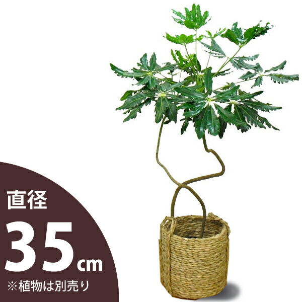 おしゃれな藤カゴ(8号サイズの植物向け)【植木鉢 大型 室内 おしゃれ】9260※同梱不可|e-花屋さん