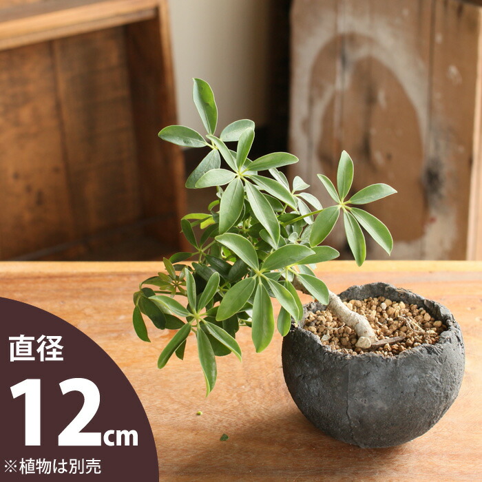 楽天市場 おしゃれな植木鉢 流木チップを主原料にした 手作り植木鉢 12ｃｍ ｅ 花屋さん