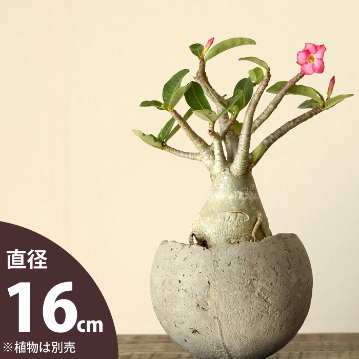 楽天市場 おしゃれな植木鉢 流木チップを主原料にした 手作り植木鉢 16ｃｍ ｅ 花屋さん