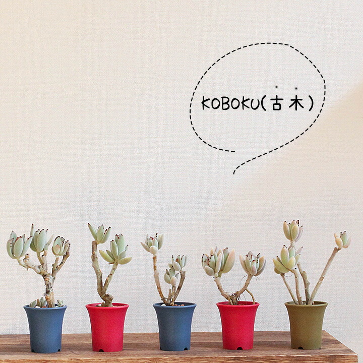楽天市場 Koboku 古木 のツキトジ 今月の植物 ｅ 花屋さん