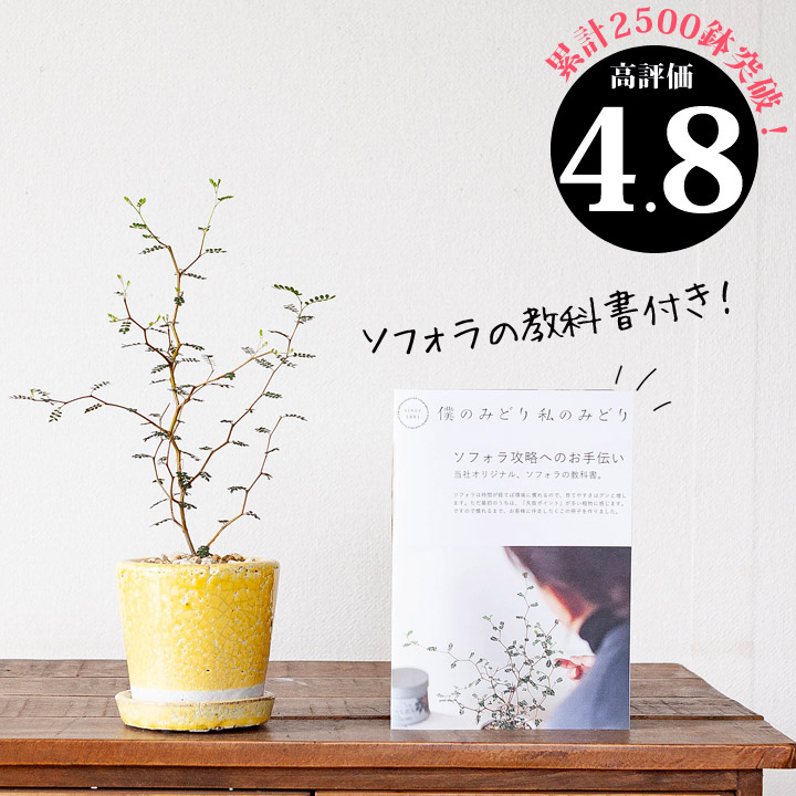 観葉植物 今月のおすすめ ソフォラ ミクロフィラ リトルベイビー 6ページからなる育て方ガイド冊子付