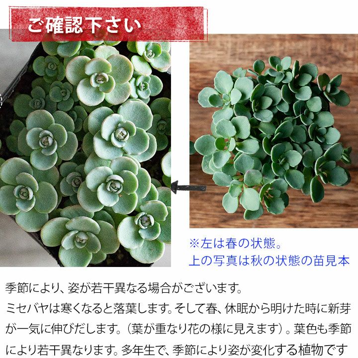 楽天市場 とっても可愛いのに とっても強い 赤葉カラフトミセバヤ 今月の植物 ｅ 花屋さん