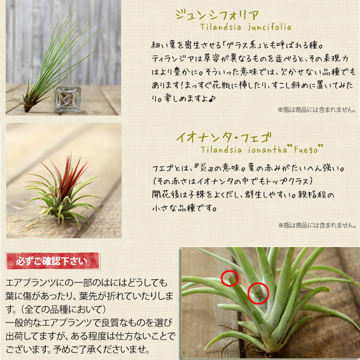 楽天市場 観葉植物 今月のおすすめ 発根 してるエアープランツ お届けは5 15 ｅ 花屋さん