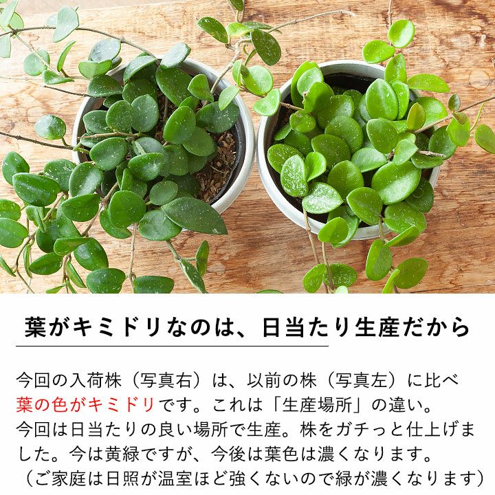 楽天市場 観葉植物 今月のおすすめ ホヤ マチルダ ｅ 花屋さん