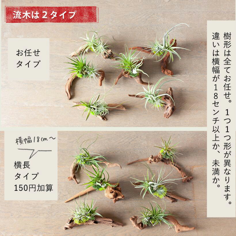 そのまま飾れる】エアプランツ3種の寄せ植え流木（育て方の教科書付き）インテリア棚がお洒落に！エアープランツ 観葉植物 インテリア 種類 室内 小さい  飾る ミニ インテリアグリーン おしゃれ