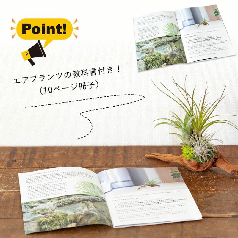 そのまま飾れる】エアプランツ3種の寄せ植え流木（育て方の教科書付き