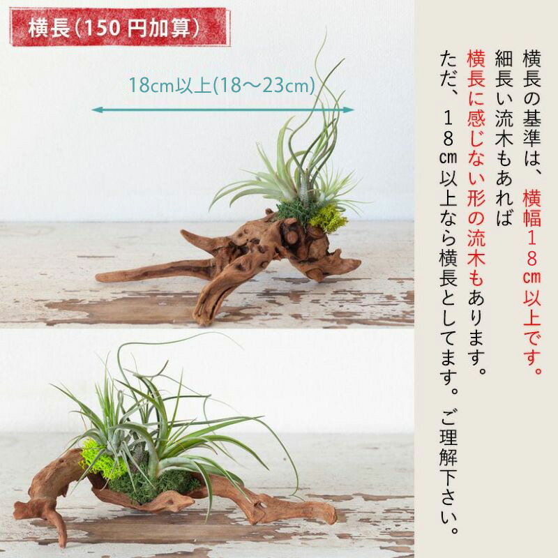 そのまま飾れる】エアプランツ3種の寄せ植え流木（育て方の教科書付き
