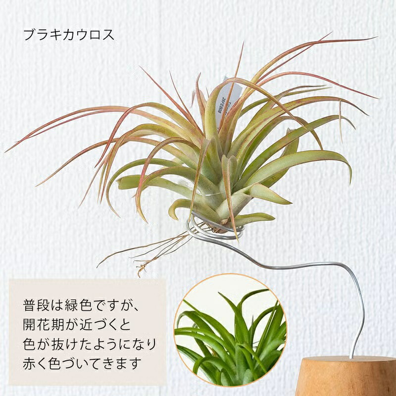 エアプランツ名人のエアープランツ（ほどよく大きめサイズ）趣味の園芸