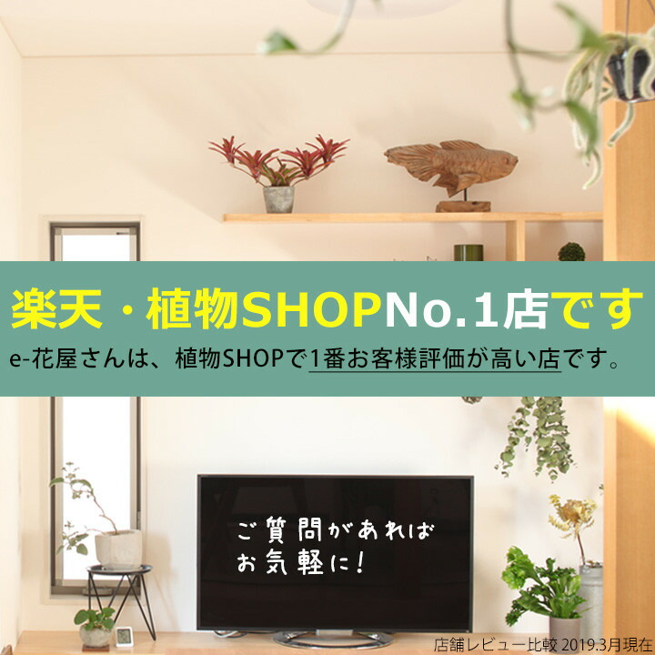 楽天市場 観葉植物 今月のおすすめ ヘデラ 雪ほたる 3号苗 １お届けは4 7 ｅ 花屋さん