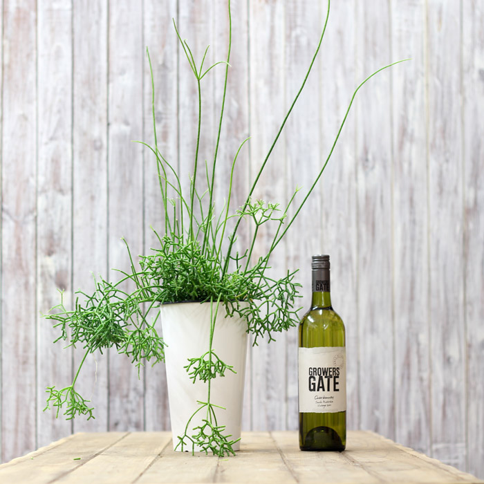 楽天市場 送料無料 希少品 年数が経過した存在感ある逸品名人 荒木さん推薦 リプサリス ケレウスクラ 紐サボテン 観葉植物 ケレウスケラ ｅ 花屋さん