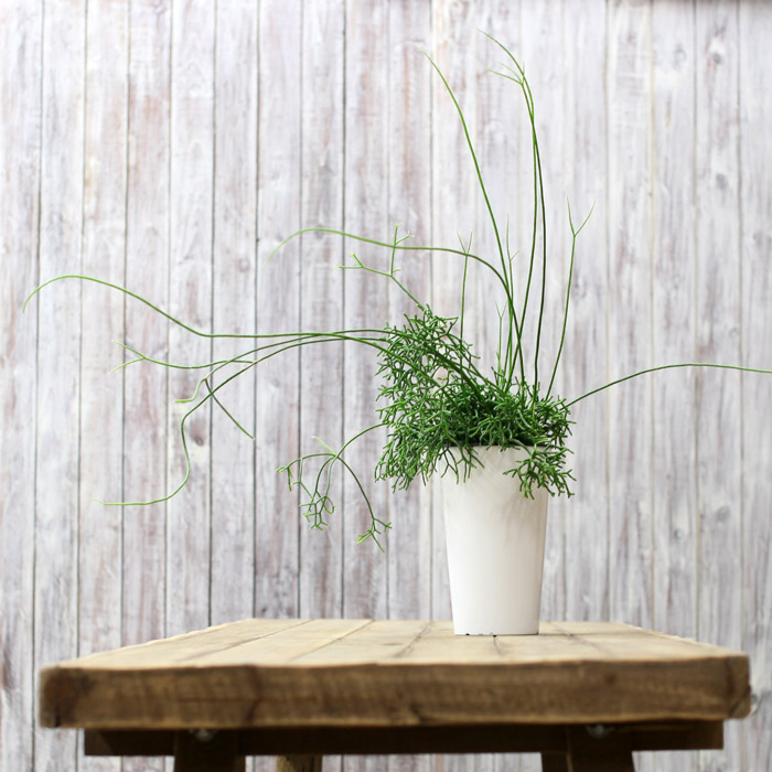 楽天市場 送料無料 希少品 年数が経過した存在感ある逸品名人 荒木さん推薦 リプサリス ケレウスクラ 紐サボテン 観葉植物 ケレウスケラ ｅ 花屋さん