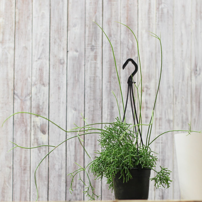 楽天市場 送料無料 希少品 年数が経過した存在感ある逸品名人 荒木さん推薦 リプサリス ケレウスクラ 紐サボテン 観葉植物 ケレウスケラ ｅ 花屋さん