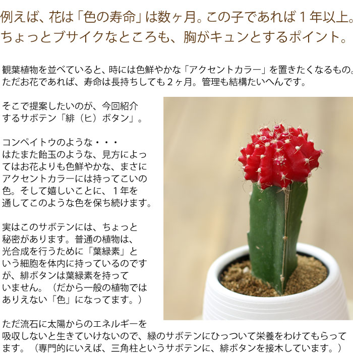 楽天市場 カラフルなサボテン ヒボタン サボテンの色はお任せとなります 今月の植物 ｅ 花屋さん