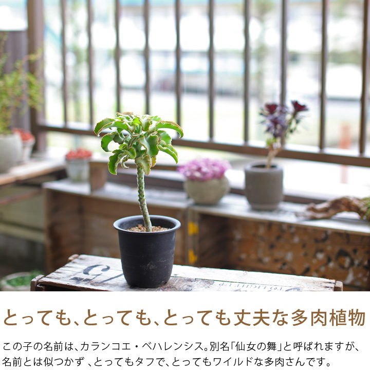 楽天市場 丈夫で 力強い多肉植物カランコエ ベハレンシス ｅ 花屋さん