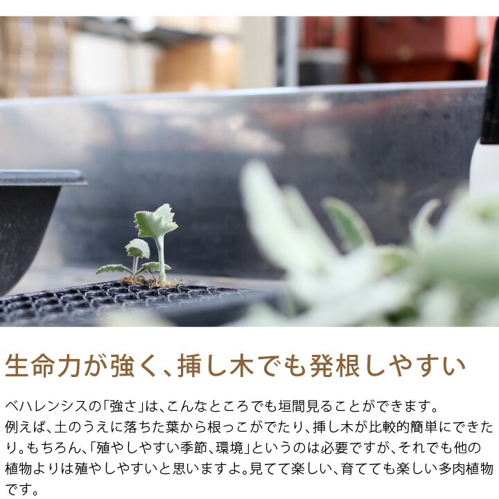 楽天市場 丈夫で 力強い多肉植物カランコエ ベハレンシス ｅ 花屋さん