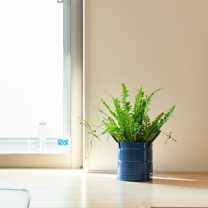 楽天市場】好評につき、期間延長！なんと＼ポイント10倍／【送料無料