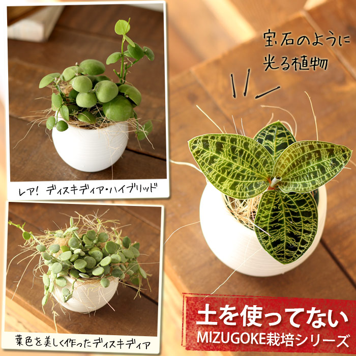 楽天市場 観葉植物土を使ってないから 鉢が倒れても安心 こだわりの水苔栽培セレクションジュエルオーキッド ｅ 花屋さん